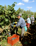 Descubre el &nbsp;Gusto del vino Italiano con vinos tinto Primitivo Latias, Imperium Chardonnay, Negroamaro, Irenico Salice Salentino, Bocciolo Novello, Solice Rosato, Partemio Malvasia Bianca... Lomazzi & Sarli siembra, cosecha la uva propia en nuestro vi�edos ubicados en Latiano Brindisi (Puglia) con 108 hectareas (1.080.000 m2) y mas de 5000 - 6000 plantas de uva por hectarea... Cada estacion estudiamos y seleccionamos las mejores uvas para servir a la Distribucion Mundial de Vinos de Alta Calidad